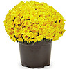 Lowe's Labor Day savings, begins 8/27, 5 for $5 1.5 pt mums, 2 for $8 3 qt mums, buy 4 get 1 free fence panels + more