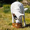 10-Cup Carhartt Nylon Duck Travel Dog Bowl (Brown) $12.59 + Free Shipping w/ Prime or on $35+